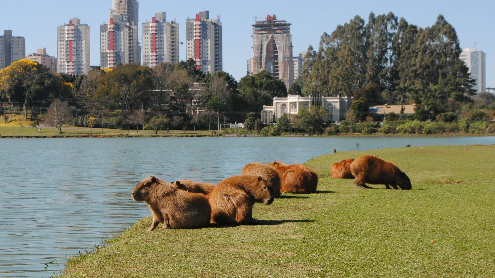 Sede del Parque Barigüi, o Bigorrilho é um ótimo bairro para famílias.