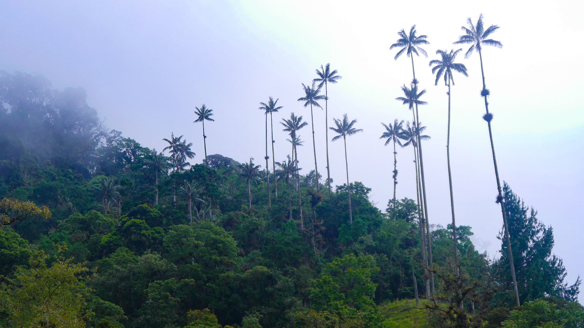 For those who want to be surrounded by nature while still being within reach of the town, staying near Valle del Cocora is the best area to stay in Salento