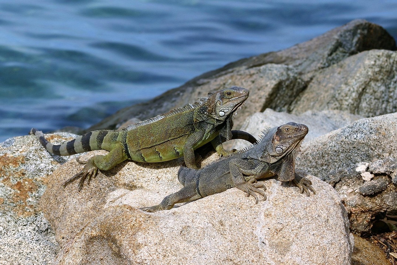 Where to stay in Aruba - Santa Cruz & Arikok National Park