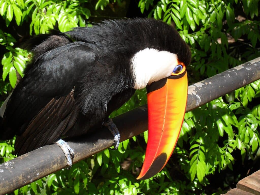 Iguaçu National Park is one of the most breathtaking natural reserves in South America